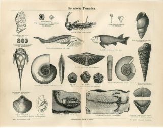 1887 Devonian Shells Fish Tulerpeton Skeleton Crinoid Fossil Engraving Print