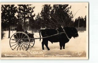 Man With Catalo? & Wagon Grand View Ranch - Colville Wa: Rppc Photo Postcard - P3