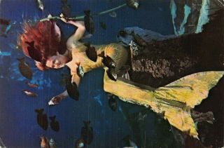Florida Weeki Wachee Mermaid 4 X 6 Postcard