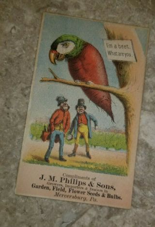 Trade Card J M Philips & Sons Seeds Mercersburg Pa - Parrot With Beet For Body