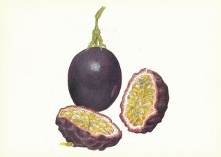Passion Fruit - Passiflora - Paint By Dale Evans - Rhif 173 Vintage Art Postcard