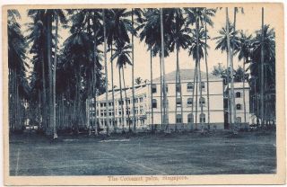 Postcard " The Cocoanut Palm " Commercial Coconut Tree Estate Or Hotel,  Singapore
