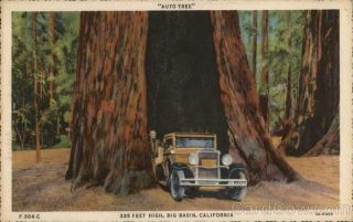 Big Basin,  Ca " Auto Tree ",  335 Feet High Santa Cruz County California Postcard