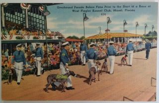 Miami Florida Postcard Vtg Early 1900s Flagler Kennel Club Dog Race Parade 434