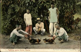Philippines Fighting Game Cocks,  Manila Postcard Vintage Post Card
