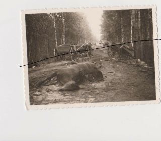 Old Photo Wwii Outbreak Of Wwii Latvia Dead Hoarse Начало войны Латвия
