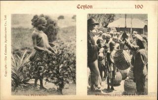 Sri Lanka Picking Tea And Weighing Leaves Colombo Apothecaries Co.  Postcard