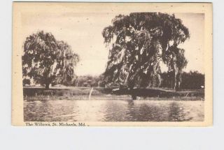 Ppc Postcard Maryland St.  Michaels The Willows Black And White Image