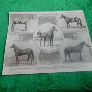 Harness Horse Racing 8 X 10 Picture Of Pedigree Of Directum & His Family Tree
