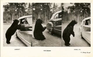 Antique Rppc Black Bear Begging For Food Antique Car Harry Rowed Ansco Usa Rare