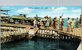 Turtle Crawl Kraals Key West Florida Vintage Postcard Ff