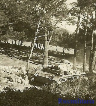 Rare German Elite Waffen Pzkw.  Iii Panzer Tank In Woods; 1944
