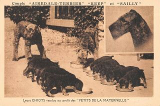 Lyon,  France,  Airdale Dogs Their Puppies For Kindergarten Benefit 1910 - 20 
