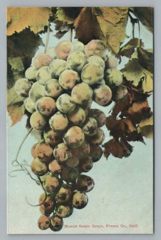 Muscat Raisin Grape Fresno County Antique California Wine Vineyard Pnc 1910s