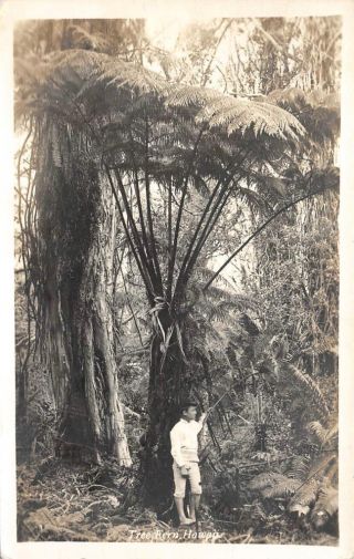 Rppc Tree Fern,  Hawaii Postmarked Honolulu,  Hi 1935 Vintage Real Photo Postcard