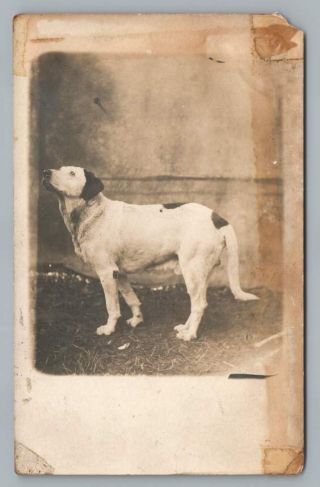 Cute Hound Dog Mutt Rppc Antique Animal Portrait Real Photo Pc Victor Wv? 1910s
