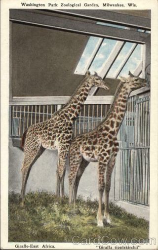 Milwaukee,  Wi Giraffe - East Africa,  " Giraffa Tipplekirchii " - Washington Park Zoologi