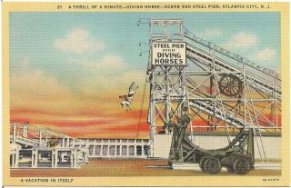 Diving Horse At Steel Pier In Atlantic City Nj Postcard