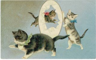 H Maguire Artist Old Postcard Anthropomorphic Cat Jumping Through Hoop 1907 Wk