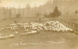 Humboldt County California Angel Ranch Sheep Old Real Photo Postcard View