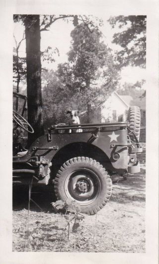 Wwii Snapshot Photo 181st Engineer Mascot Dog In Jeep Camp Forrest 113