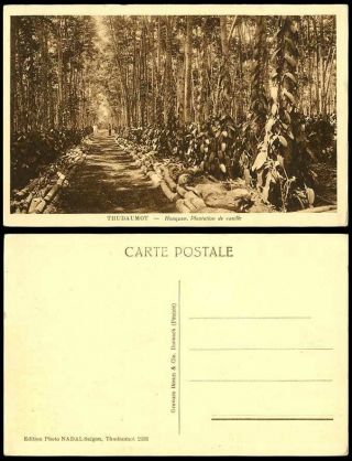 Indo - China Old Postcard Thudaumot Honquan Vanilla Plantation Vanille Thu Dau Mot