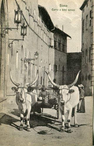 Italy Siena - Carro E Bovi Senesi Ox Cart Old Sepia Postcard
