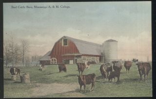 Old Picture Post Card,  Beef Cattle Barn,  Mississippi A& M College