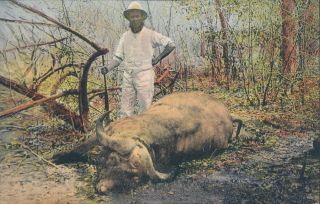 Mozambique Moçambique Beira Buffalo Shot Old Color Pc 1910s