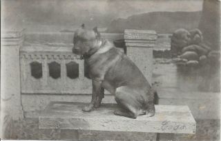 1907 Named Pitbull Staffordshire Bull Terrier Dog Old Rppc Photo Postcard