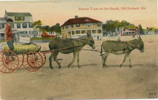 Old Orchard Me – Peanut Team On The Beach - 1912