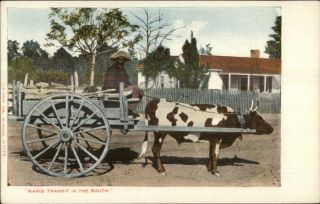 Black Americana Old Man Oxen Cart Rapid Transit In South C1905 Postcard