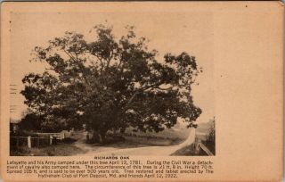 Port Deposit Md,  Richards Oak,  Over 500 - Years - Old,  Postcard,  A9