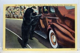 Great Smoky Mountains National Park Native Black Bears Postcard Old Vintage Card