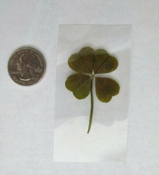 Real Four Leaf Clover - Good Luck Charm (1 Laminated 4 Leaf Clover)