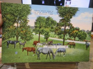 Vintage Old Kentucky Postcard Blue Grass Stock Farm Thoroughbred Race Horses Eat