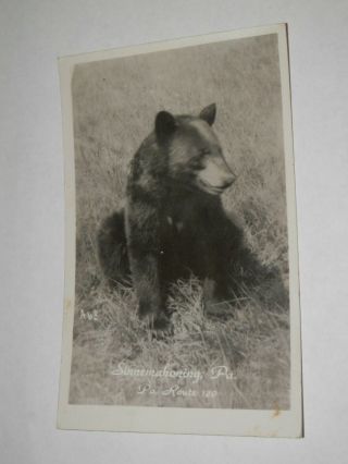 Sinnemahoning Pa - Old Real - Photo Postcard - Black Bear - Rt 120 Cameron County