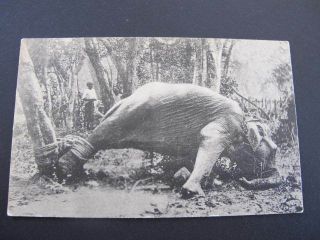 Struggling Elephant Colombo Old Postcard