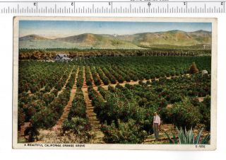 Old Postcard W Franklin 1c Stamp 1930 Machine Cancel California Orange Grove