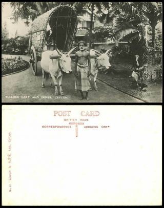 Ceylon Old Real Photo Postcard Double Bullock Cart & Native Driver,  Cattle Bulls