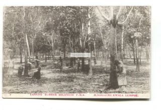 Malaya,  Malaysia - Tapping Rubber In Selangor - Old Postcard