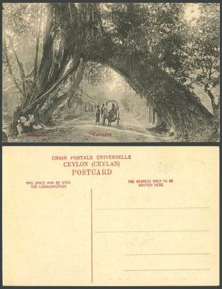 Ceylon Old Postcard Kalutara Giant Banyan Tree Trees Street Scene Cart Sri Lanka