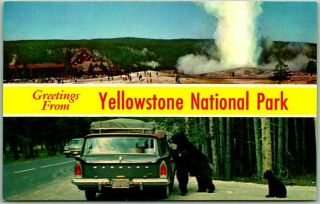 1950s Yellowstone National Park Postcard Old Faithful Geyser / Bears At Car