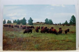 South Dakota Sd Black Hills Custer State Park Buffalo Herd Postcard Old Vintage