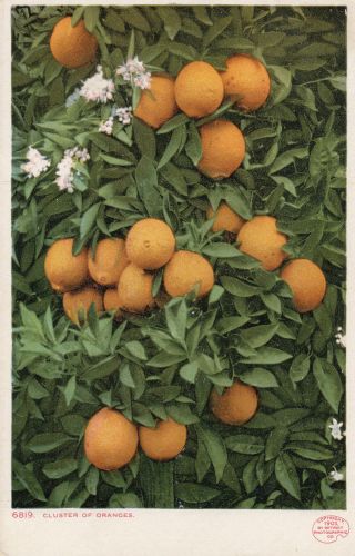 Old Postcard 6819 Cluster Of Oranges California Agriculture A124 Detroit 1903