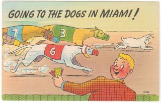 Miami,  Fl Going To The Dogs In Miami Vintage Comic Postcard Dog Racing Linen Old