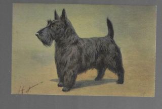 Old Postcard Scottish Terrier Dog Portrait By I.  Hirst Switzerland