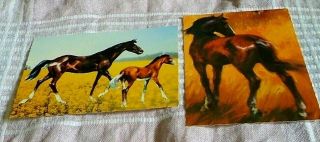 2x Sweden Horses Postcard With Old And Young Horse