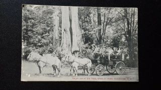 Big Tree Stanley Park Vancouver Bc People In Horse & Cart Old Postcard Tally Ho