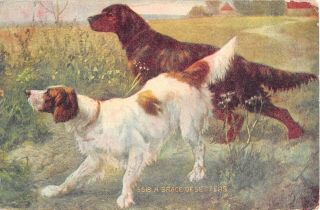 English & Irish Setters On Old Postcard - Hunting Dogs - No.  5518 - A Brace Of Setters